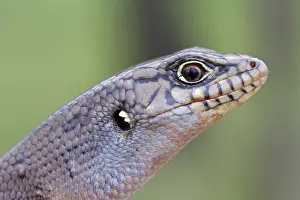 Modesta: Eastern Ranges Rock-skink