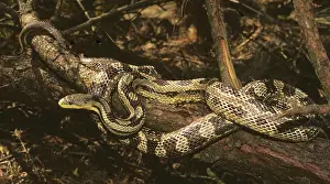Alleghaniensis: Eastern Rat Snake