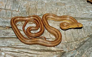 Alleghaniensis: Eastern Rat Snake