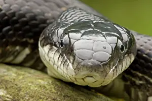 Ratsnake: Eastern Rat Snake / Black Ratsnake