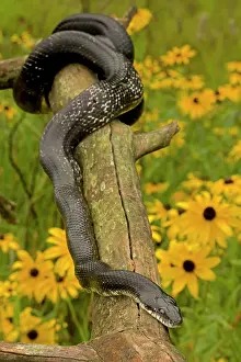 Ratsnake: Eastern Rat Snake / Black Ratsnake - on log