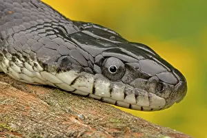 Ratsnake: Eastern Rat Snake / Black Ratsnake - on log