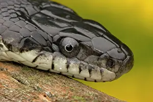 Ratsnake: Eastern Rat Snake / Black Ratsnake - on log