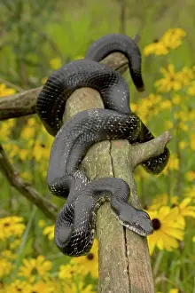 Ratsnake: Eastern Rat Snake / Black Ratsnake - on log