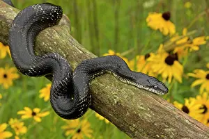 Ratsnake: Eastern Rat Snake / Black Ratsnake - on log