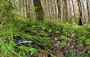 Alleghaniensis: Eastern Ratsnake
