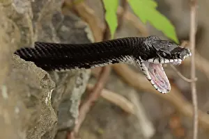 John Cancalosi: Eastern ratsnake, Pantherophis alleghaniensis, stretching