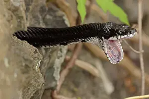 John Cancalosi: Eastern ratsnake, Pantherophis alleghaniensis, stretching