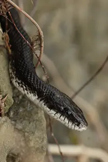 John Cancalosi: Eastern ratsnake, Pantherophis alleghaniensis, Maryland