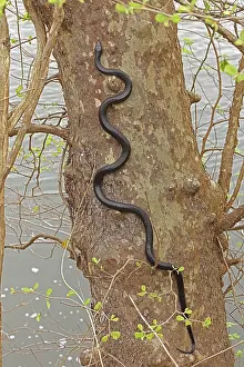 John Cancalosi: Eastern ratsnake, Pantherophis alleghaniensis, climbing