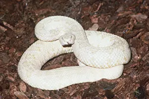 Albino: EASTERN RATTLESNAKE - ALBINO