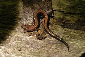 Caudata: Eastern Red-backed Salamander