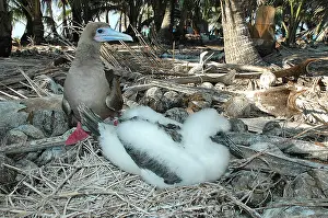 Sulidae: Eastern Red-footed Booby (Sula sula websteri) on