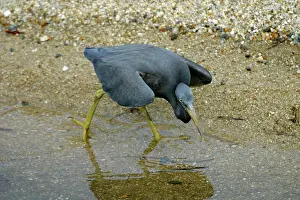 Sacra: Eastern Reef Egret