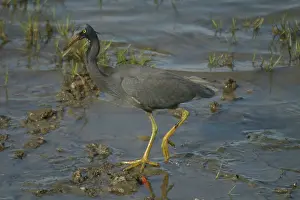 Sacra: Eastern Reef Egret