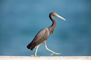 Sacra: Eastern Reef Egret
