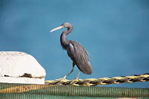 Sacra: Eastern Reef Egret
