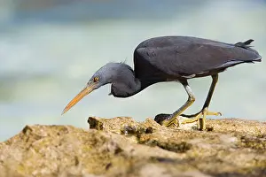 Pounce: Eastern Reef Egret - adult on reef ledge waiting