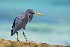 Sacra: Eastern Reef Egret - adult on reef ledge waiting for prey