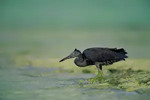 Sacra: Eastern Reef Egret. Dark Morph - In shallow reef water