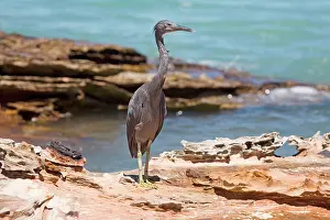 Sacra: Eastern Reef Egret grey morph