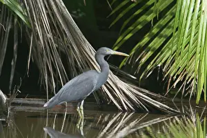 Keeling: Eastern Reef Egret - grey morph