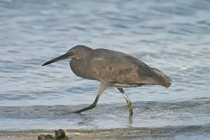 Keeling: Eastern Reef Egret - Unusually coloured with black