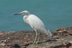 Sacra: Eastern Reef Egret, white morph