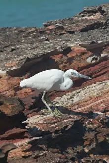 Sacra: Eastern Reef Egret - white morph