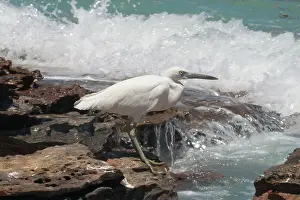 Sacra: Eastern Reef Egret - white morph