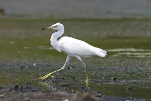 Keeling: Eastern Reef Egret white morph