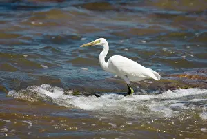 Sacra: Eastern Reef Egret white morph