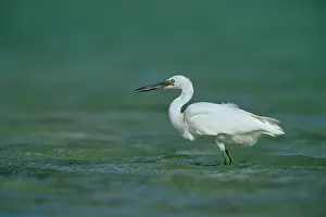 Sacra: Eastern Reef Egret. White Morph - In shallow reef water