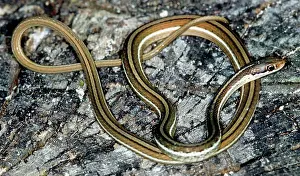 Ribbon: Eastern Ribbon Snake