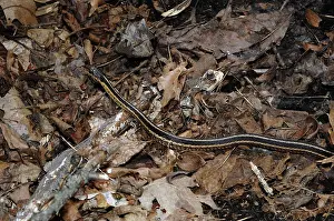 Ribbon: Eastern Ribbon Snake