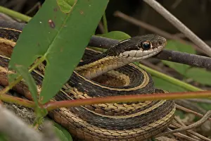 Ribbon: Eastern Ribbon Snake / Common Ribbon Snake