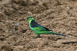 310517: Eastern Ringneck A3873 2