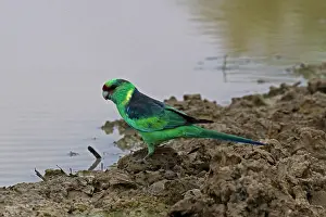 310517: Eastern Ringneck A3877