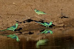310517: Eastern Ringnecks at dam A4172