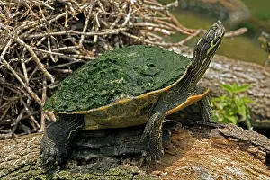 Concinna: Eastern River Cooter