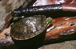 Emydidae: Eastern River Cooter