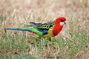 Platycercus: Eastern Rosella