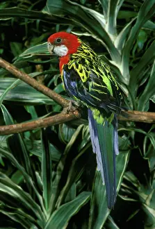 Platycercus: Eastern Rosella