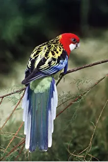 Rosella: EASTERN ROSELLA - on branch