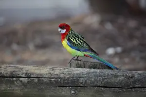 141118: Eastern Rosella - In the carpark at the Australian