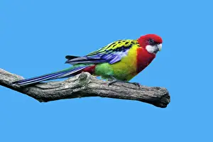 Rosella: Eastern Rosella - perched on branch