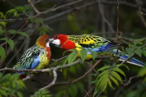 Parakeet: Eastern rosella (Platycercus eximius), male billing
