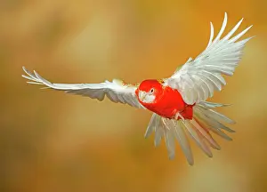 Room: Eastern rosella (Platycercus eximius) in flight