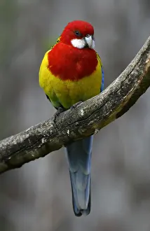 Parakeet: Eastern rosella (Platycercus eximius), sits on branch