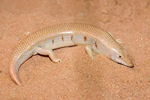Sandfish: Eastern Sandfish - in sand
